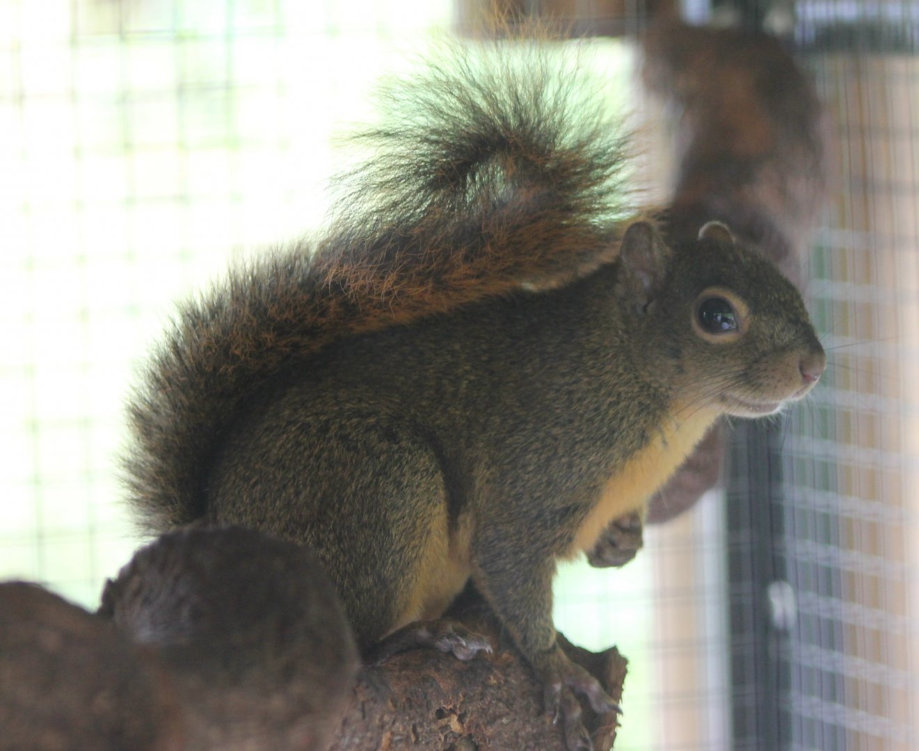 Red-tailed squirrel Ssp Hoffmanni