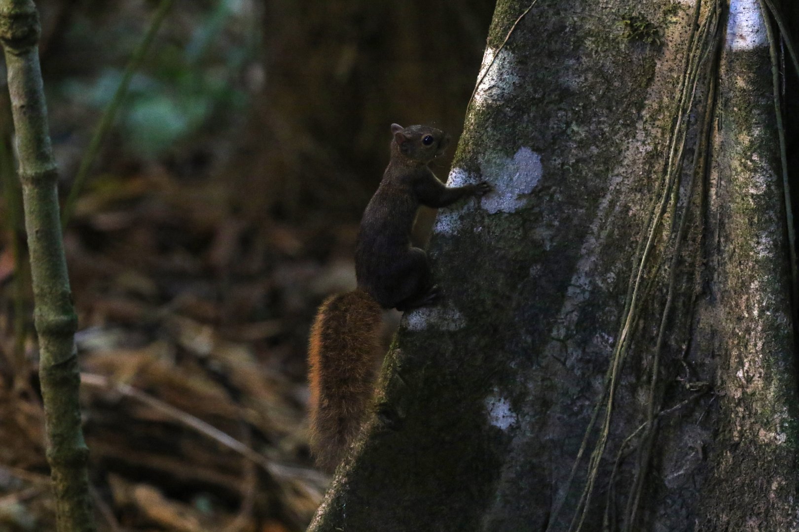 Red-tailed Squirrel