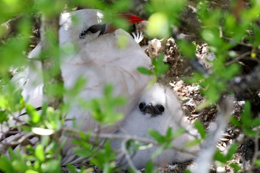 Red-tailed Tropicbird and chick