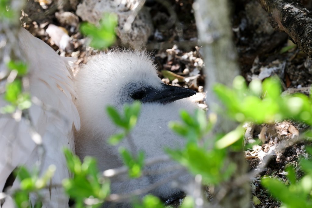 Red-tailed Tropicbird chick
