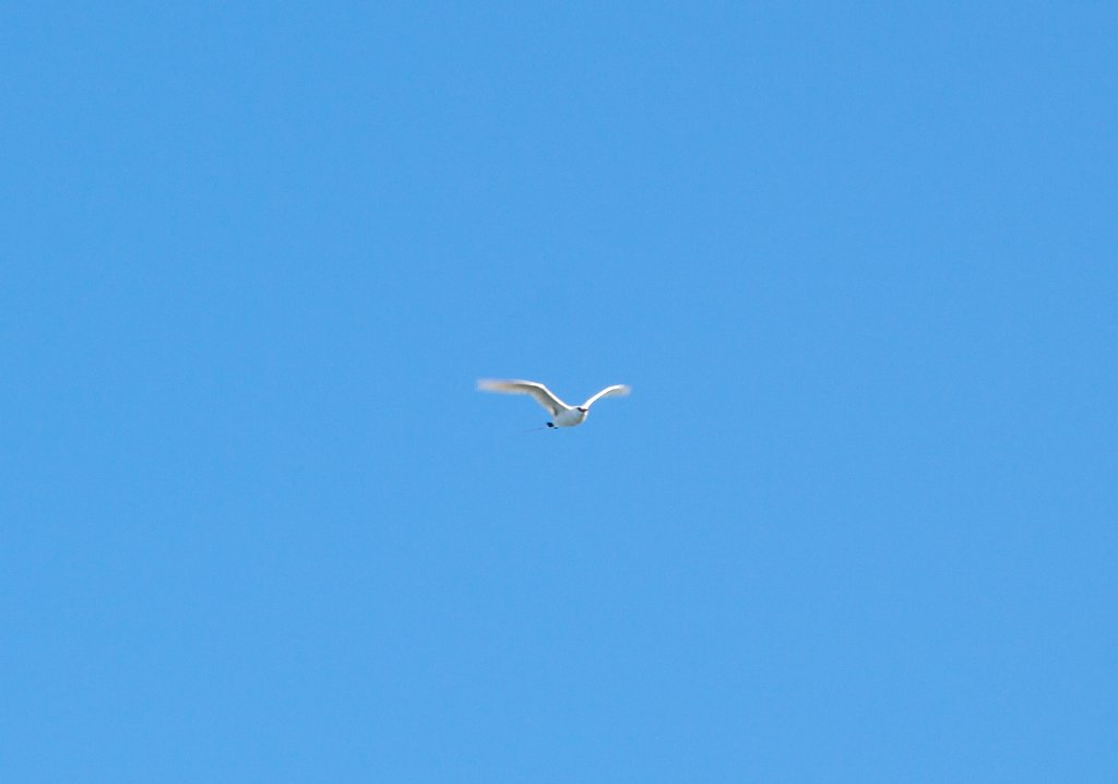 Red-tailed Tropicbird (Phaethon rubricauda)