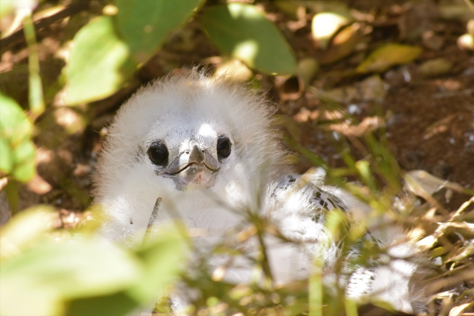 Red-tailed Tropicbird, Phaethon rubricauda