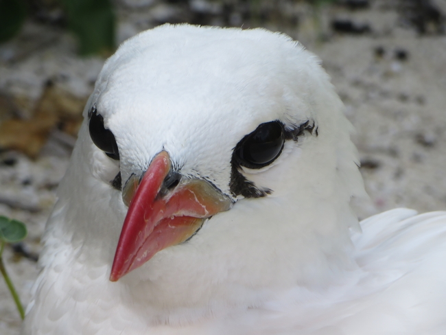 Red-tailed tropicbird
