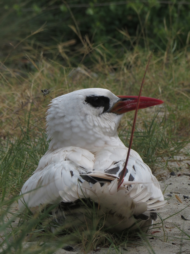 Red-tailed tropicbird