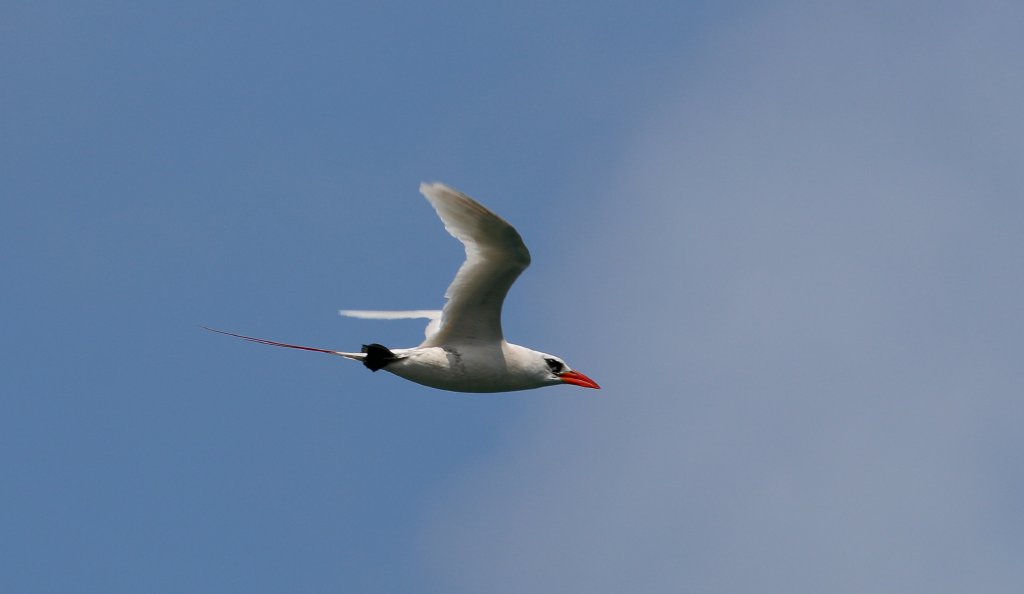 Red-tailed Tropicbird