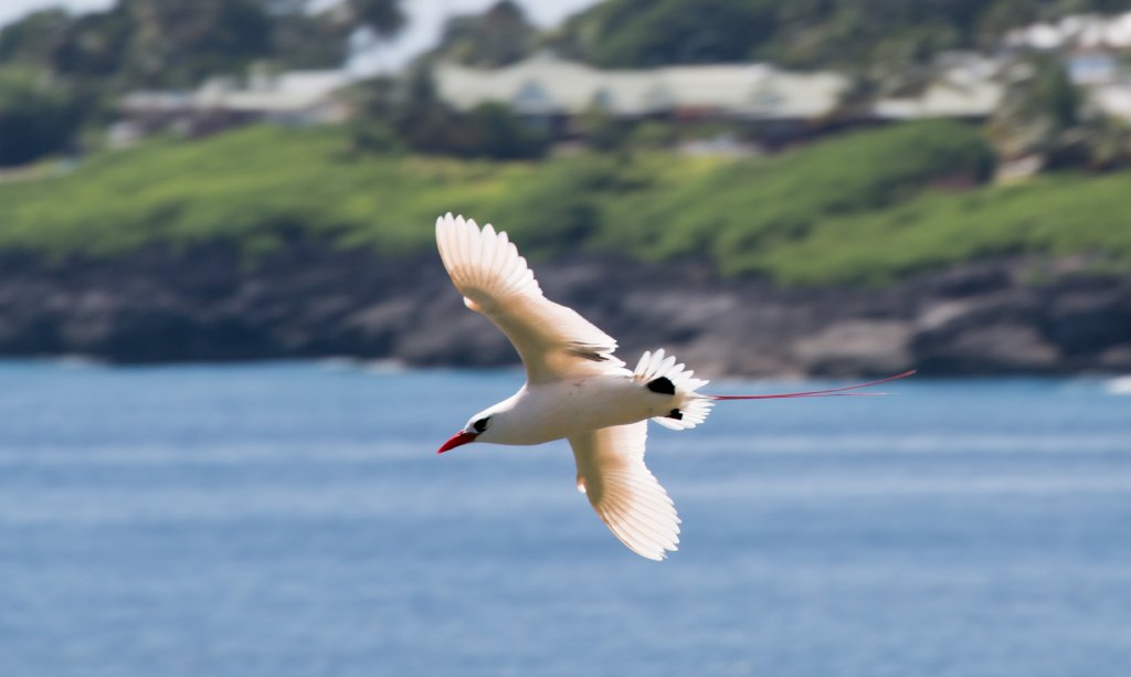 Red-tailed Tropicbird