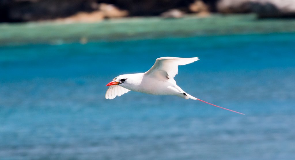Red-tailed Tropicbird