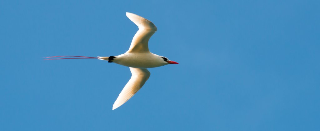 Red-tailed Tropicbird