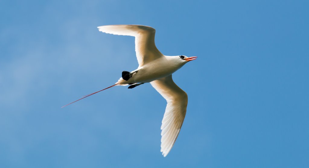 Red-tailed Tropicbird