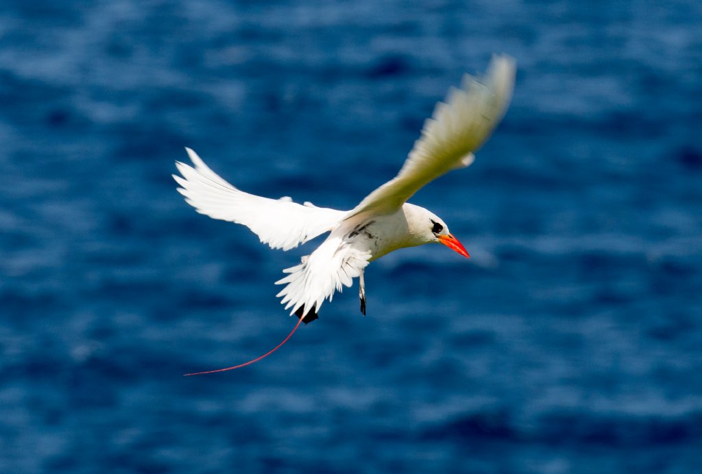 Red-tailed Tropicbird