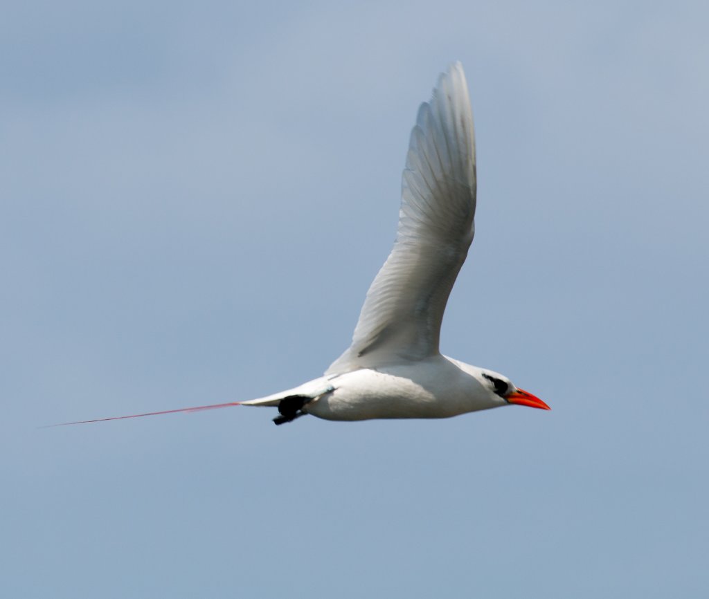 Red-tailed Tropicbird