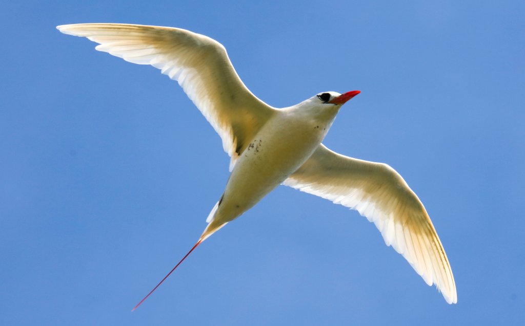Red-tailed Tropicbird