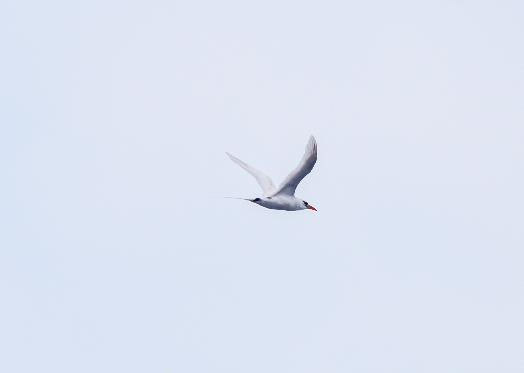 Red-tailed Tropicbird