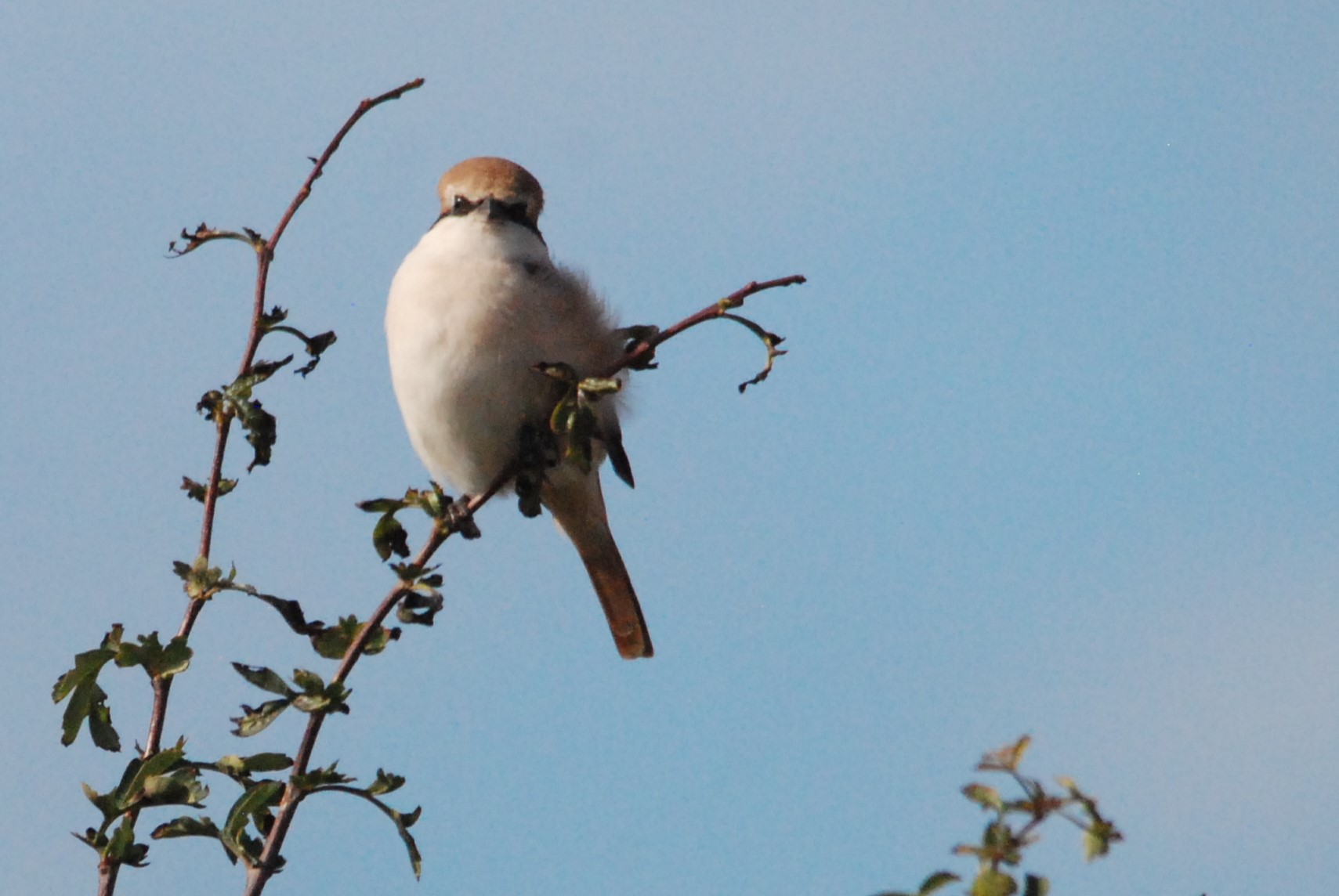 Red-tailed (Turkestan) Shrike at Bempton Cliffs, 26th August 2022