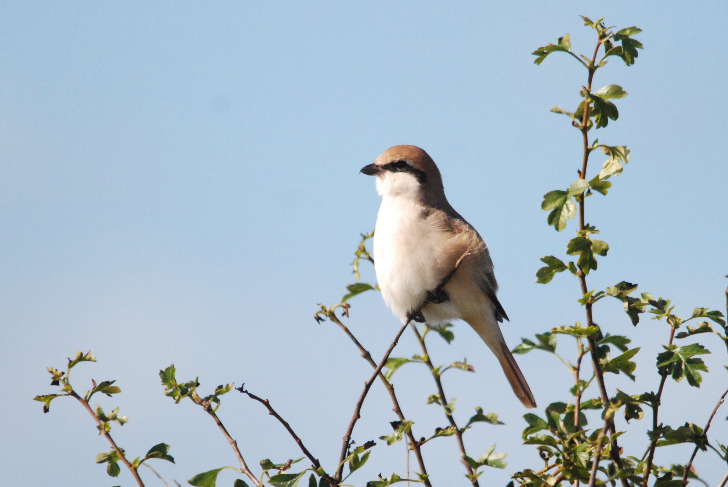 Red-tailed (Turkestan) Shrike at Bempton Cliffs, 26th August 2022