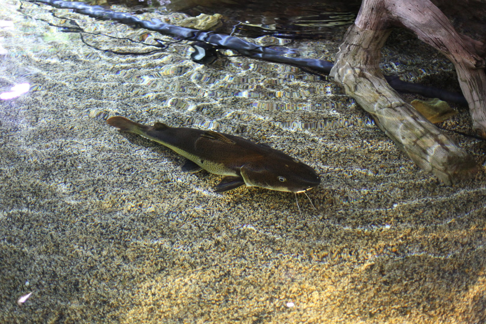 Red-tailed x tiger shovelnose catfish