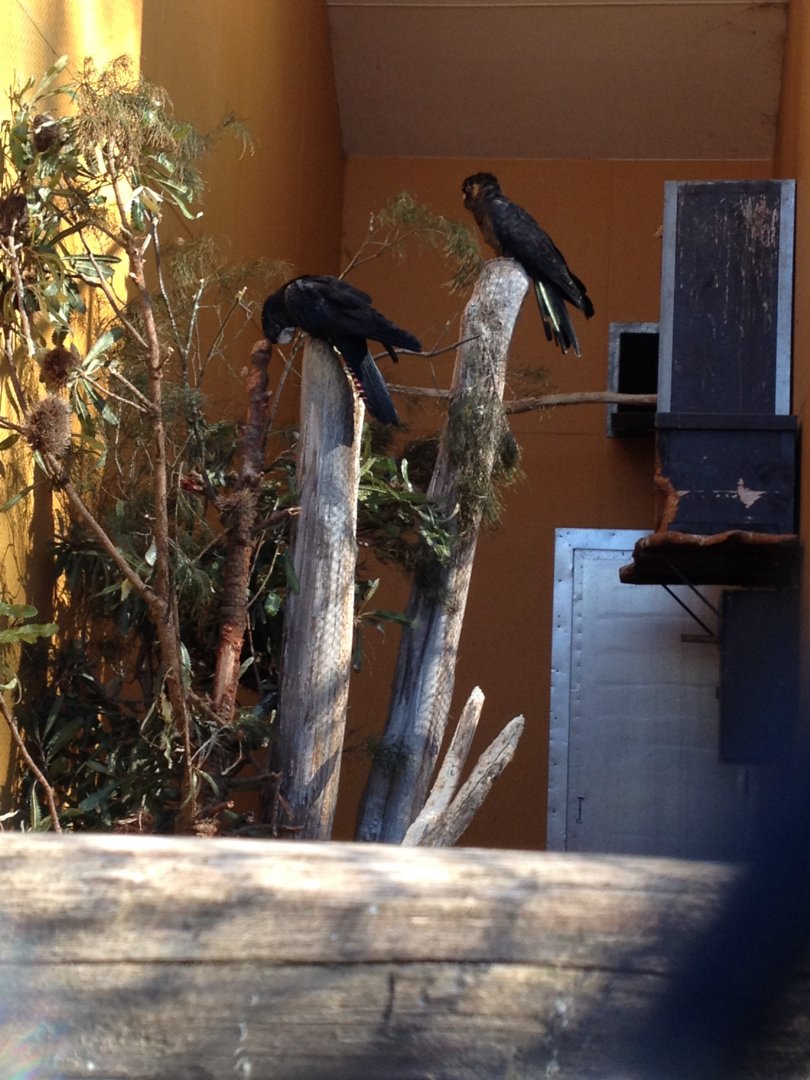 Red-tailed & Yellow-tailed Yellow-tailed Black Cockatoo