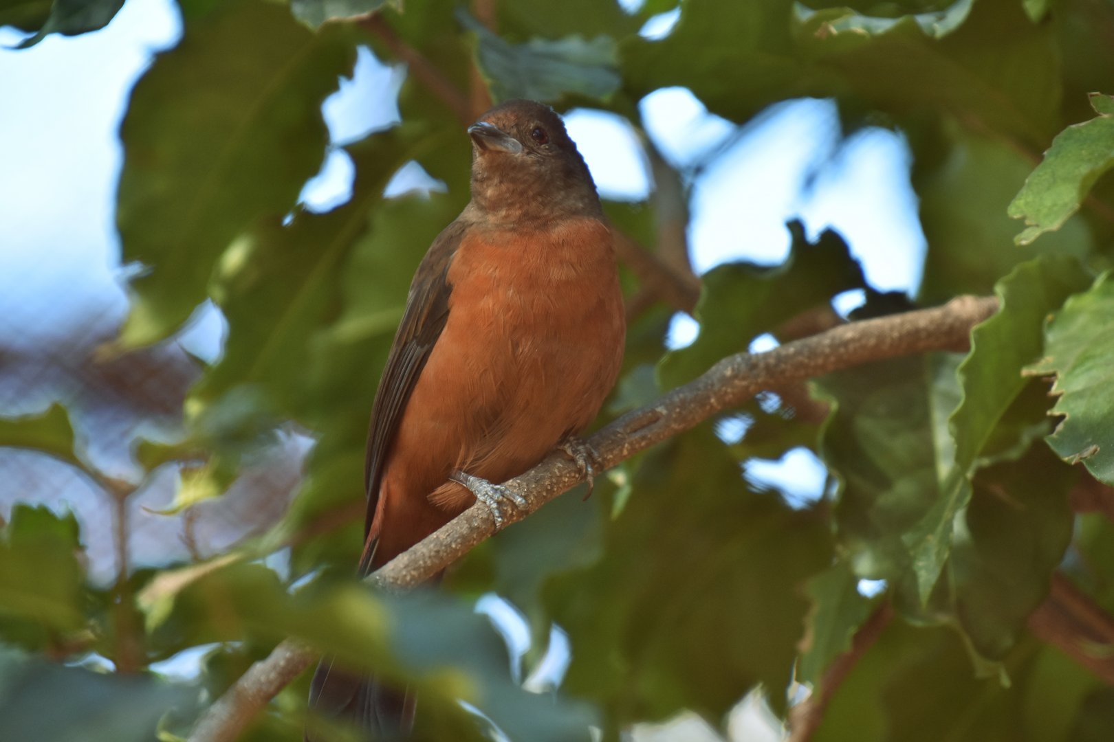 Red Tanager (Piranga flava)