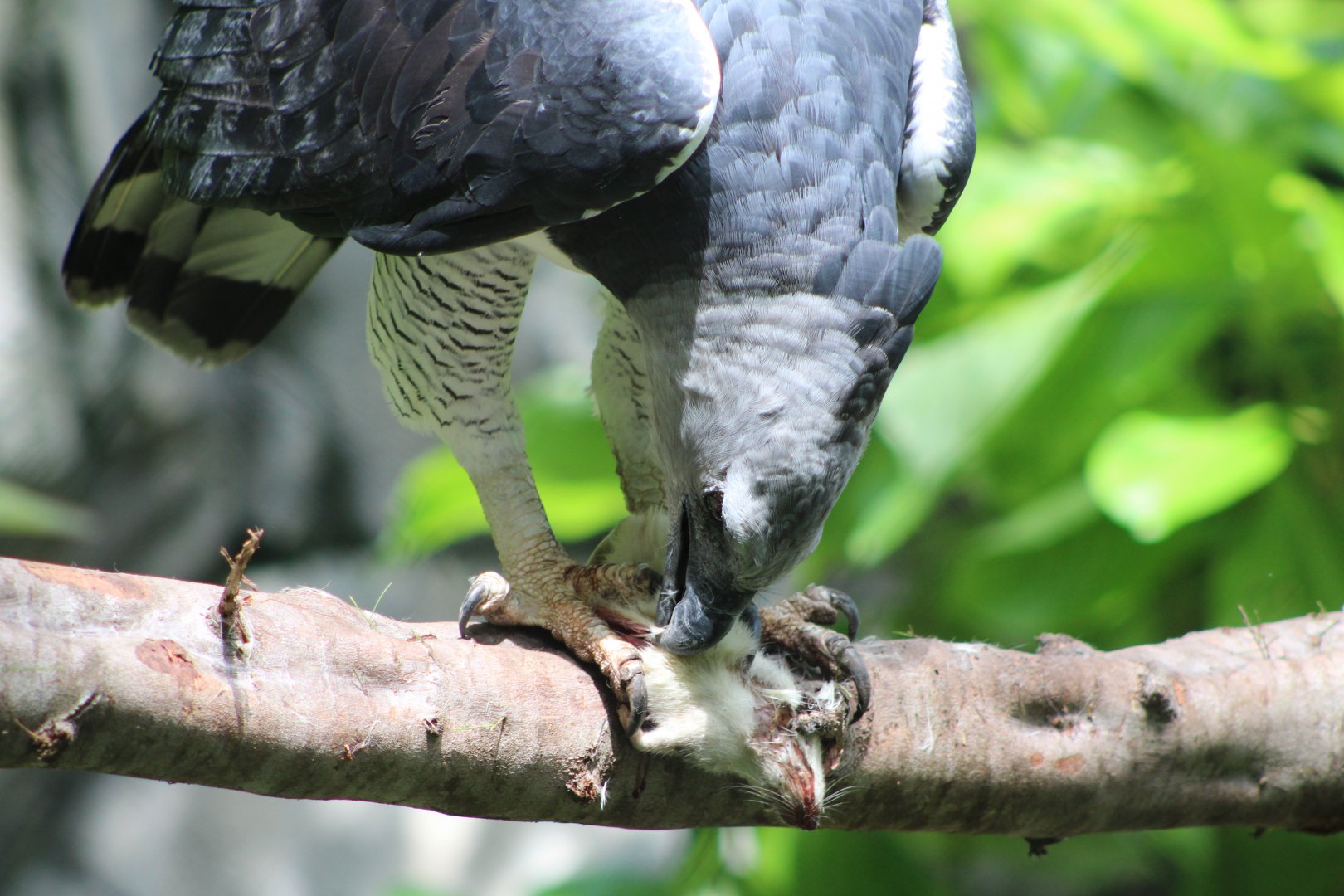 “Red” Tearing Up the Rat (Harpia harpyja)