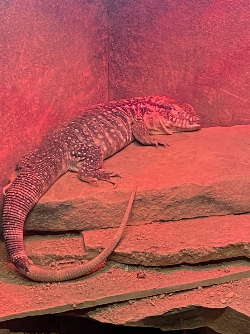 Red tegu 170224