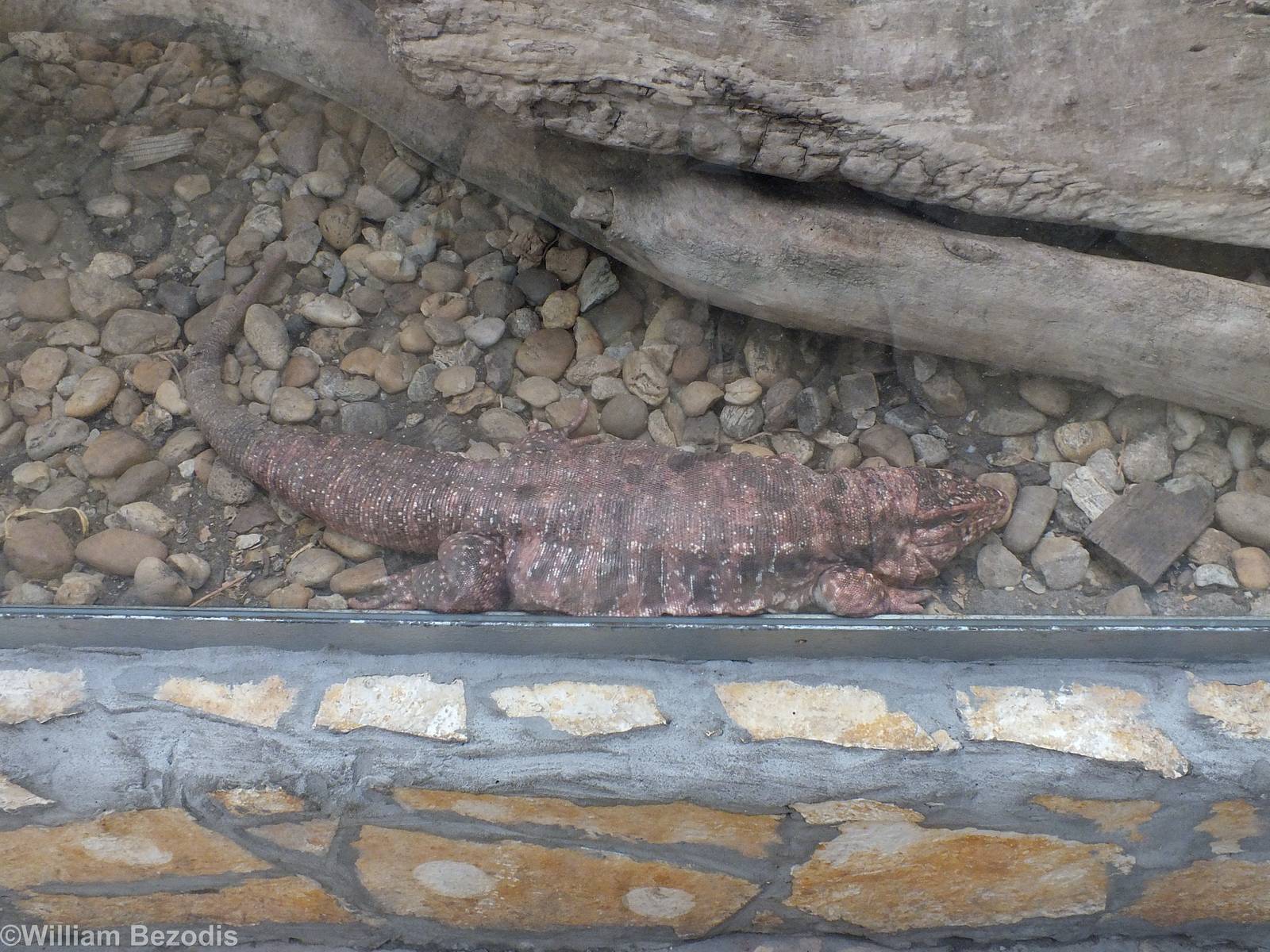 Red Tegu - Amazonia Exhibit