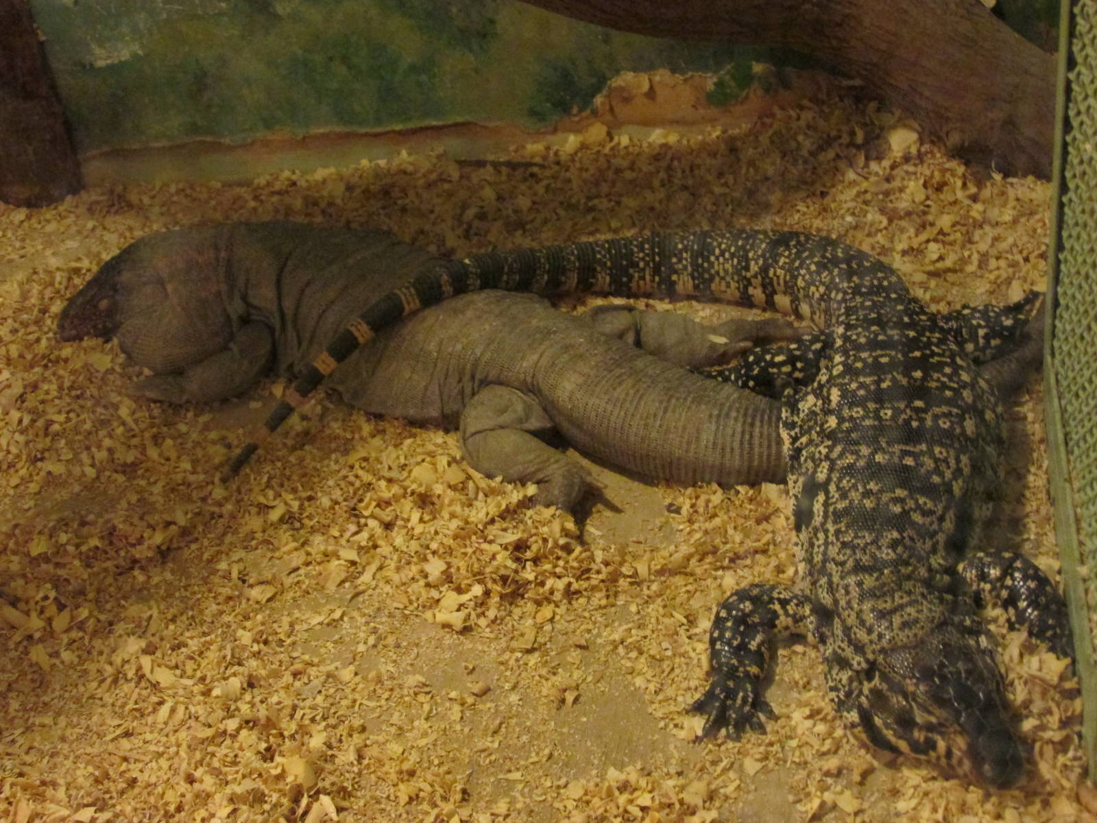 red tegu and black and white tegu serpentario mendoza