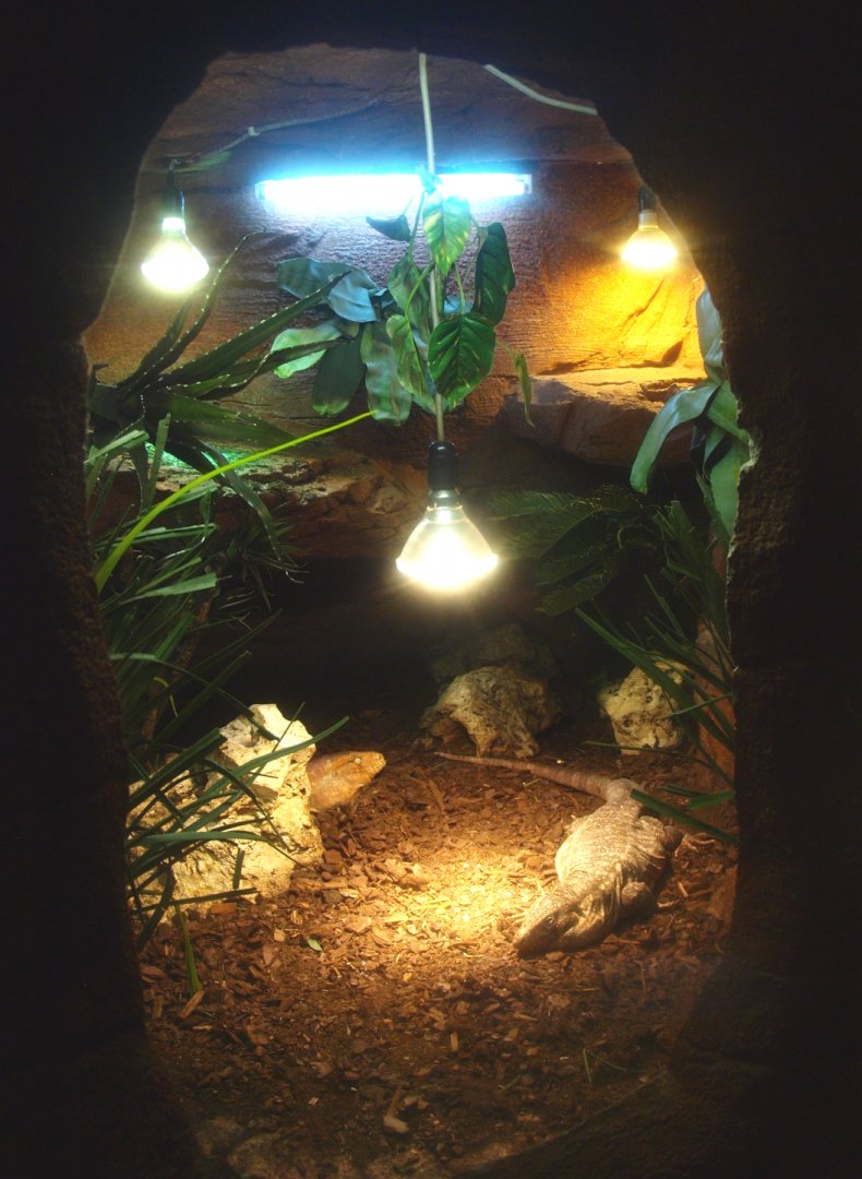 Red tegu and Northern caiman lizard terrarium, 2017-02-06
