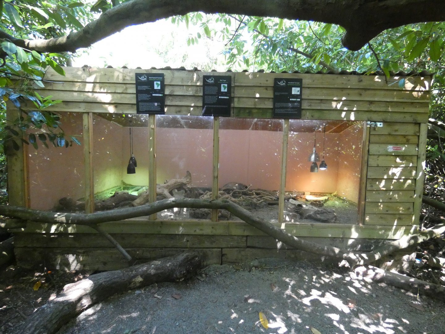Red tegu and tortoise enclosure