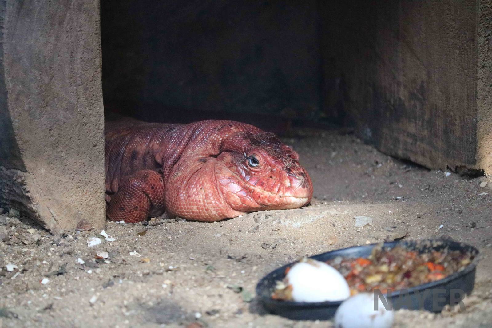 Red tegu, April 2016