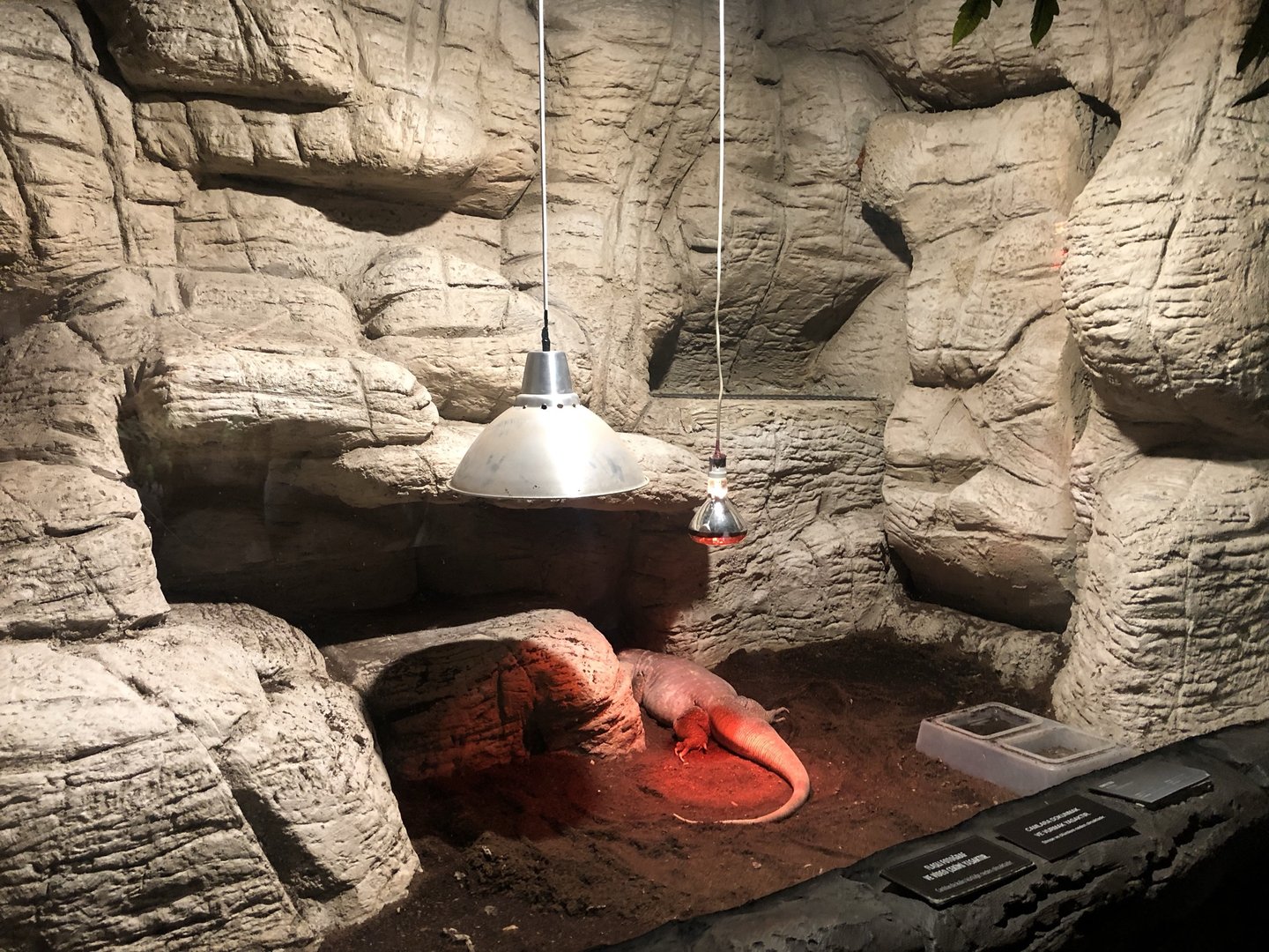 Red Tegu Enclosure at Aqua Vega