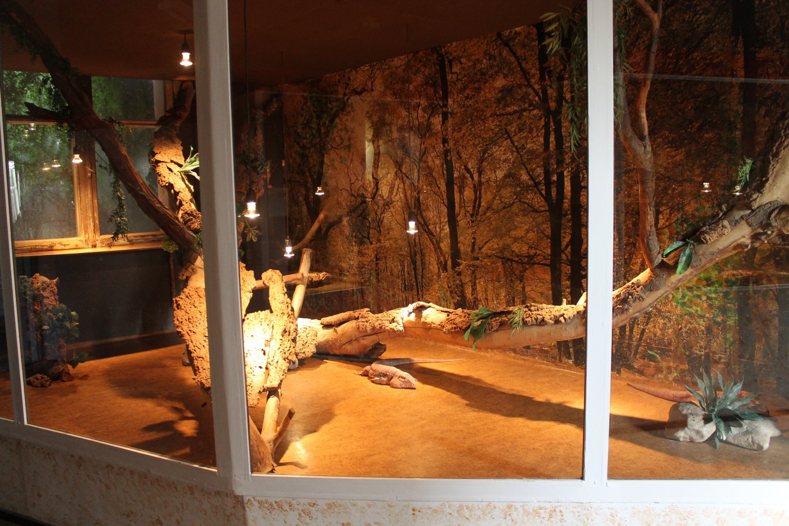 Red tegu-enclosure - former Green iguana-enclosure