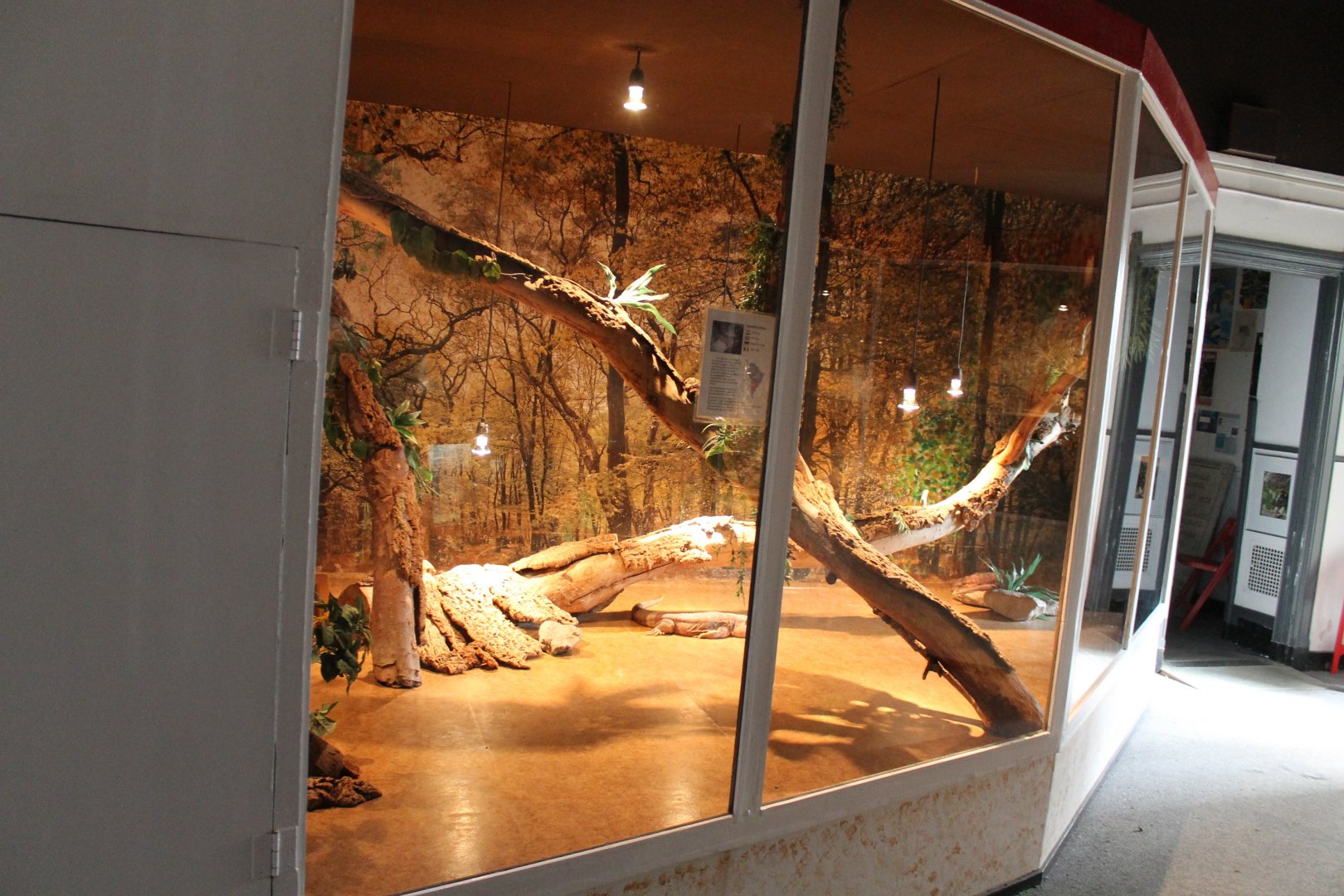 Red tegu-enclosure - former Green iguana-enclosure