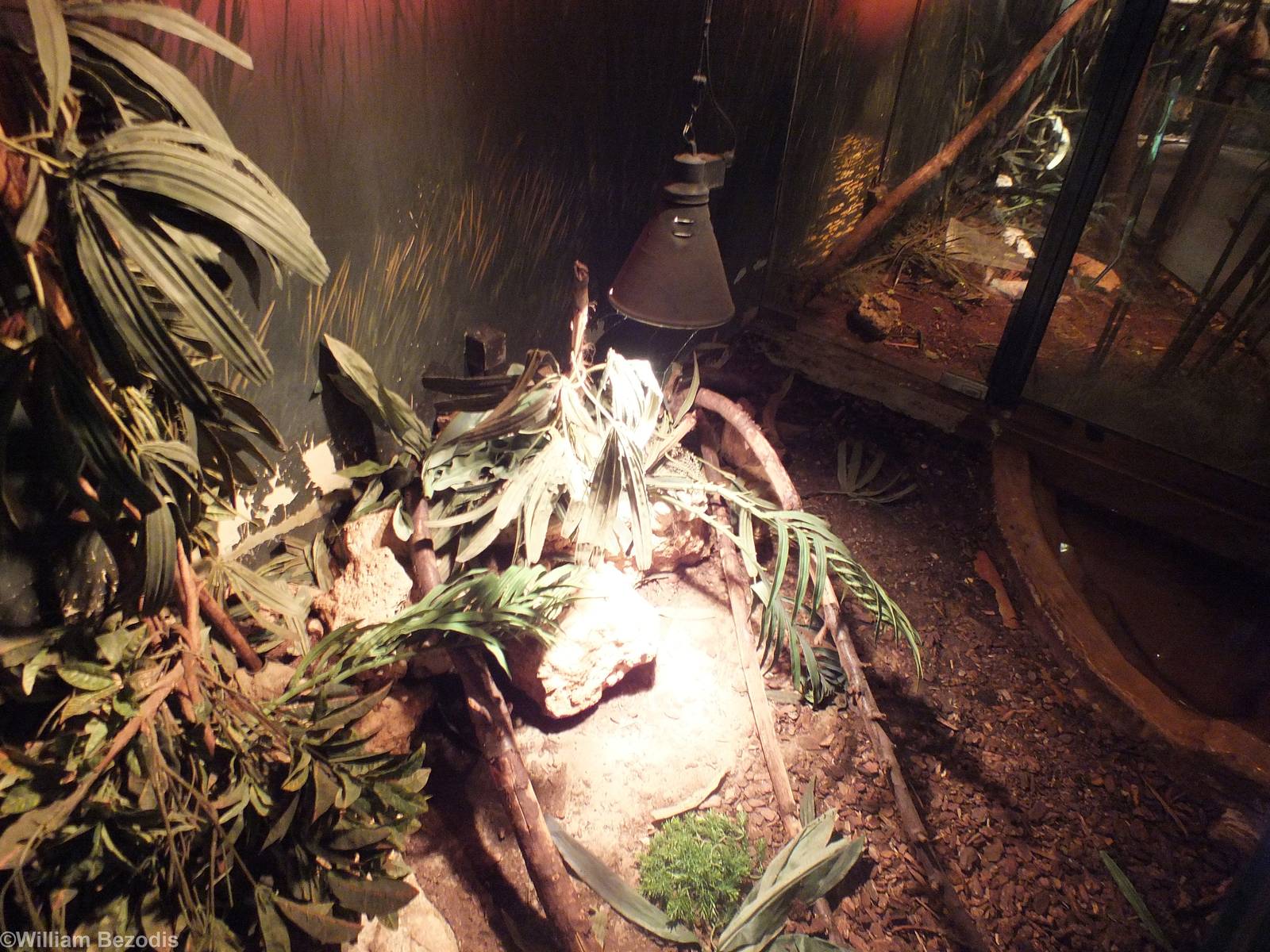Red Tegu Enclosure - Swamp Section