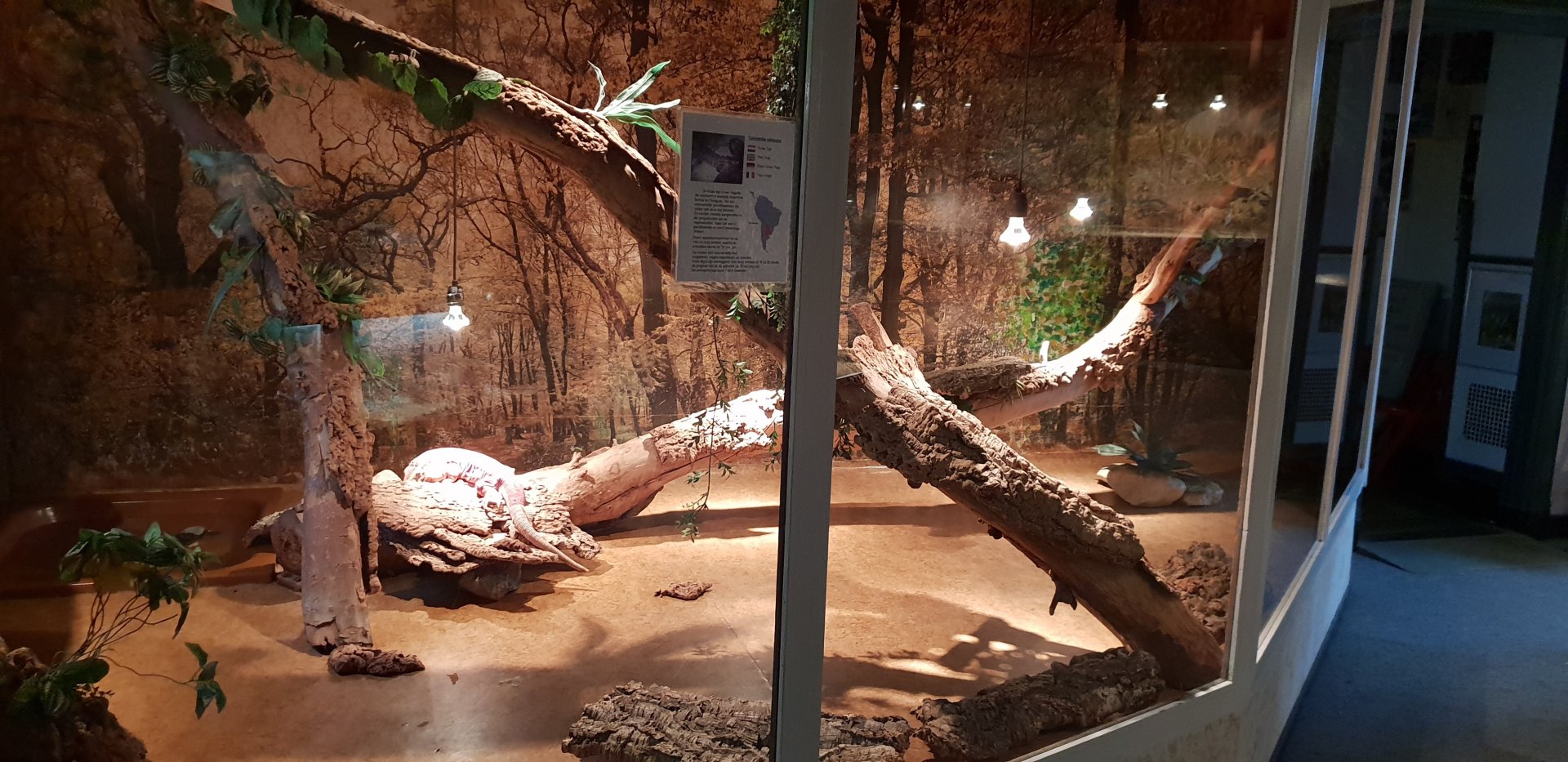 Red tegu enclosure