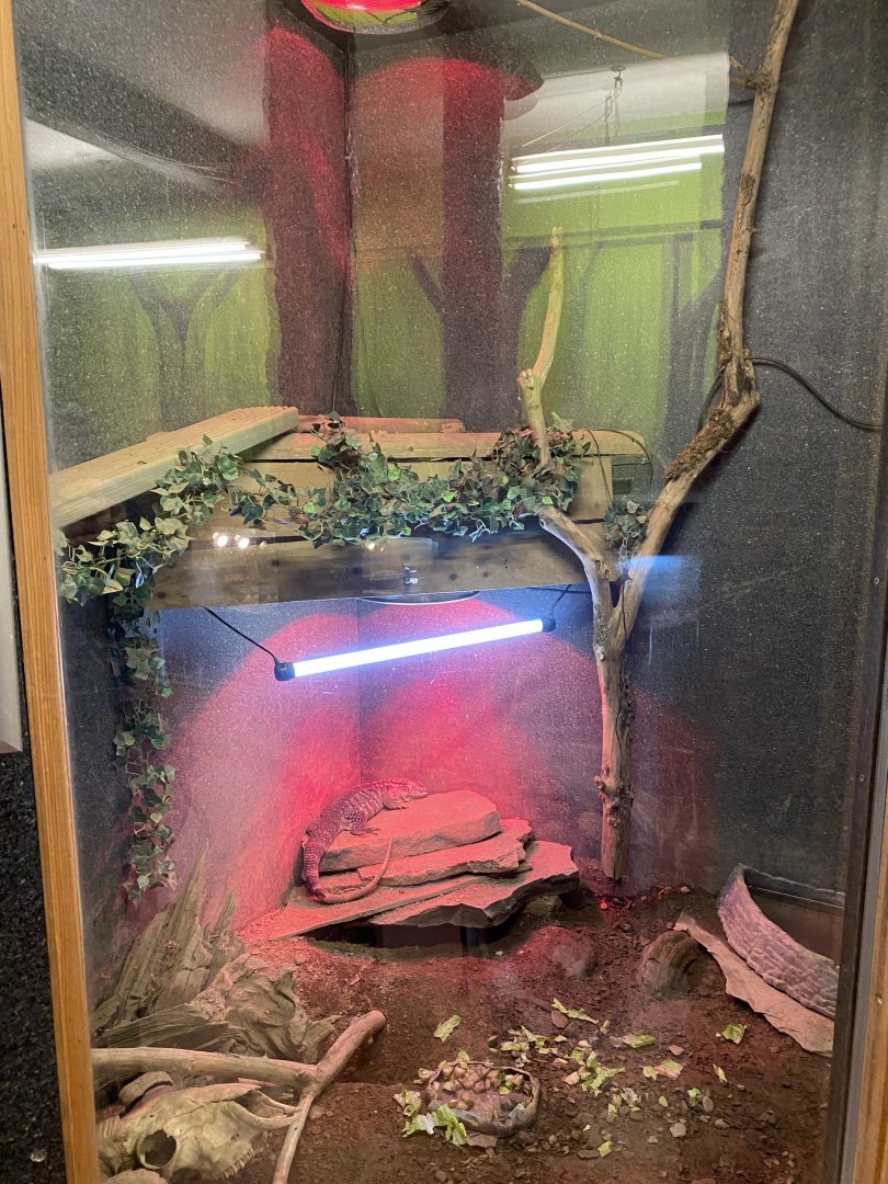 Red tegu exhibit 170224