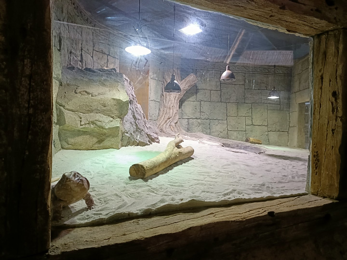 Red tegu exhibit - Crocodile park Torremolinos