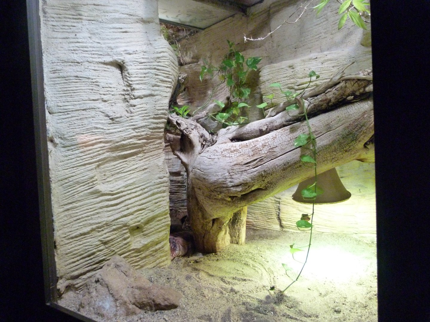 Red tegu exhibit -Zoo Praha (2025)