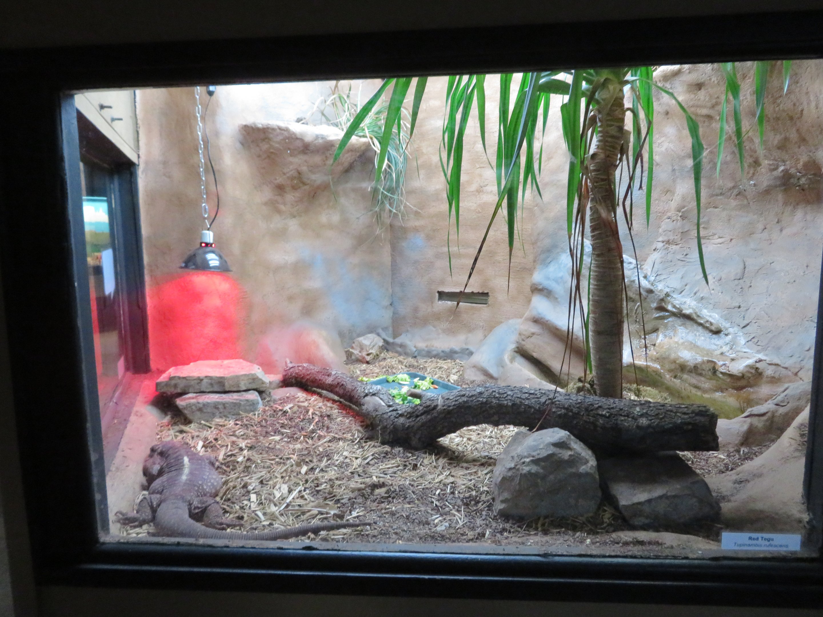 Red Tegu Exhibit