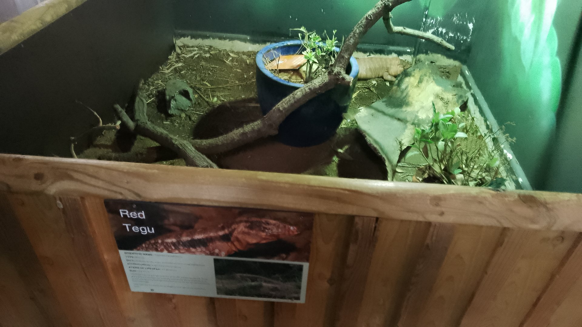 Red tegu exhibit