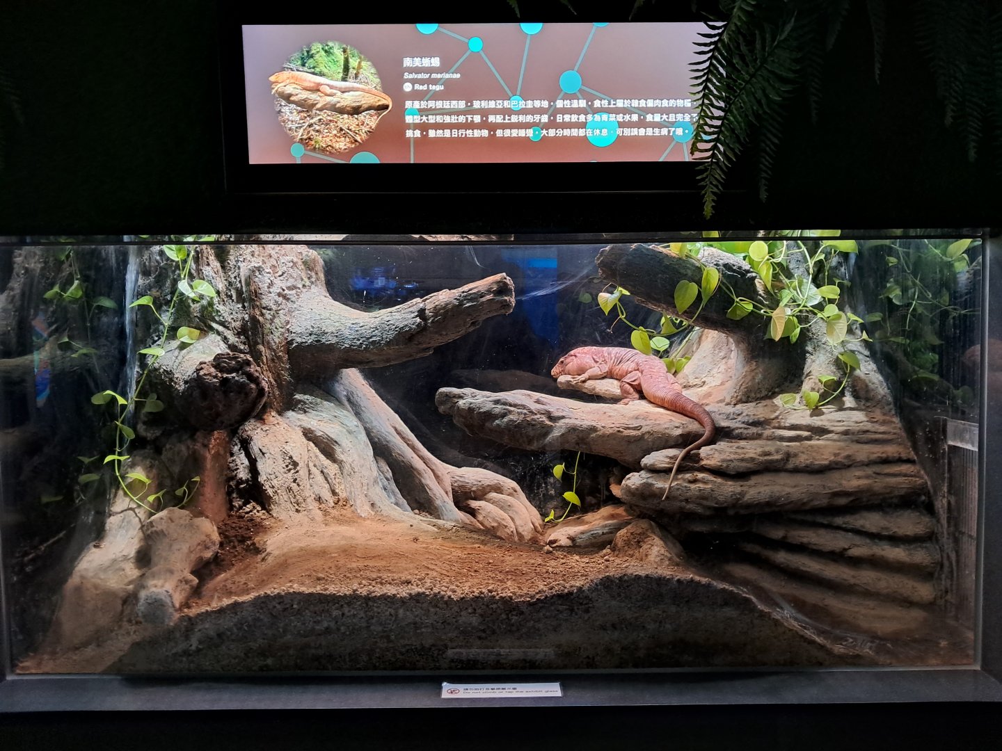 Red Tegu Exhibit