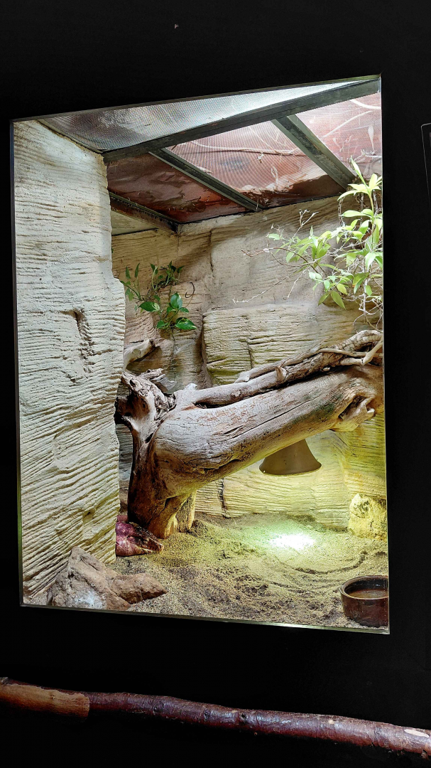 Red tegu exhibit