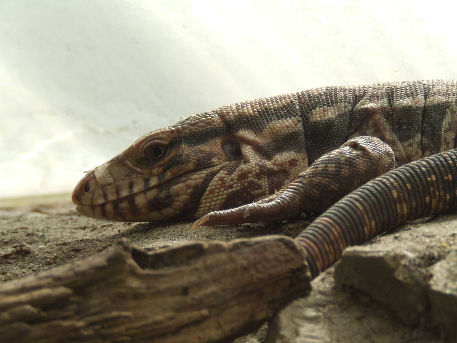Red tegu lizard @ Budapest Zoo