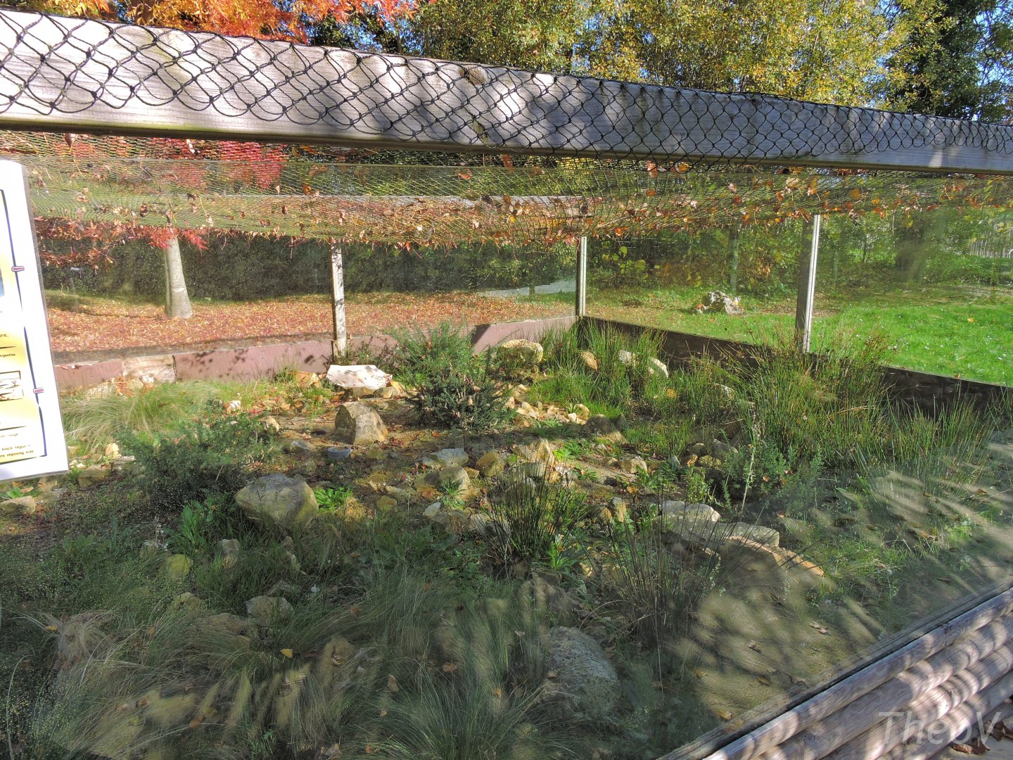 Red tegu outdoor exhibit [2015]