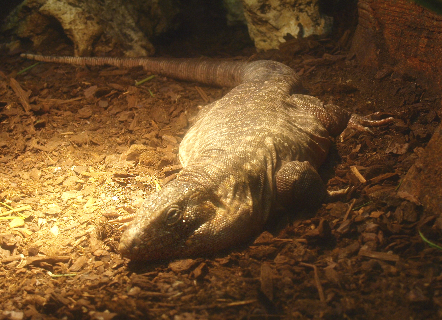 Red Tegu (Salvator rufescens), 2017-02-06