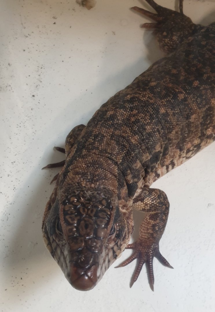 Red tegu - Salvator rufescens