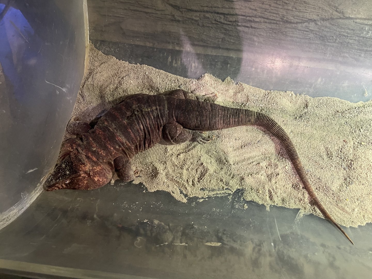 red tegu (salvator rufescens)