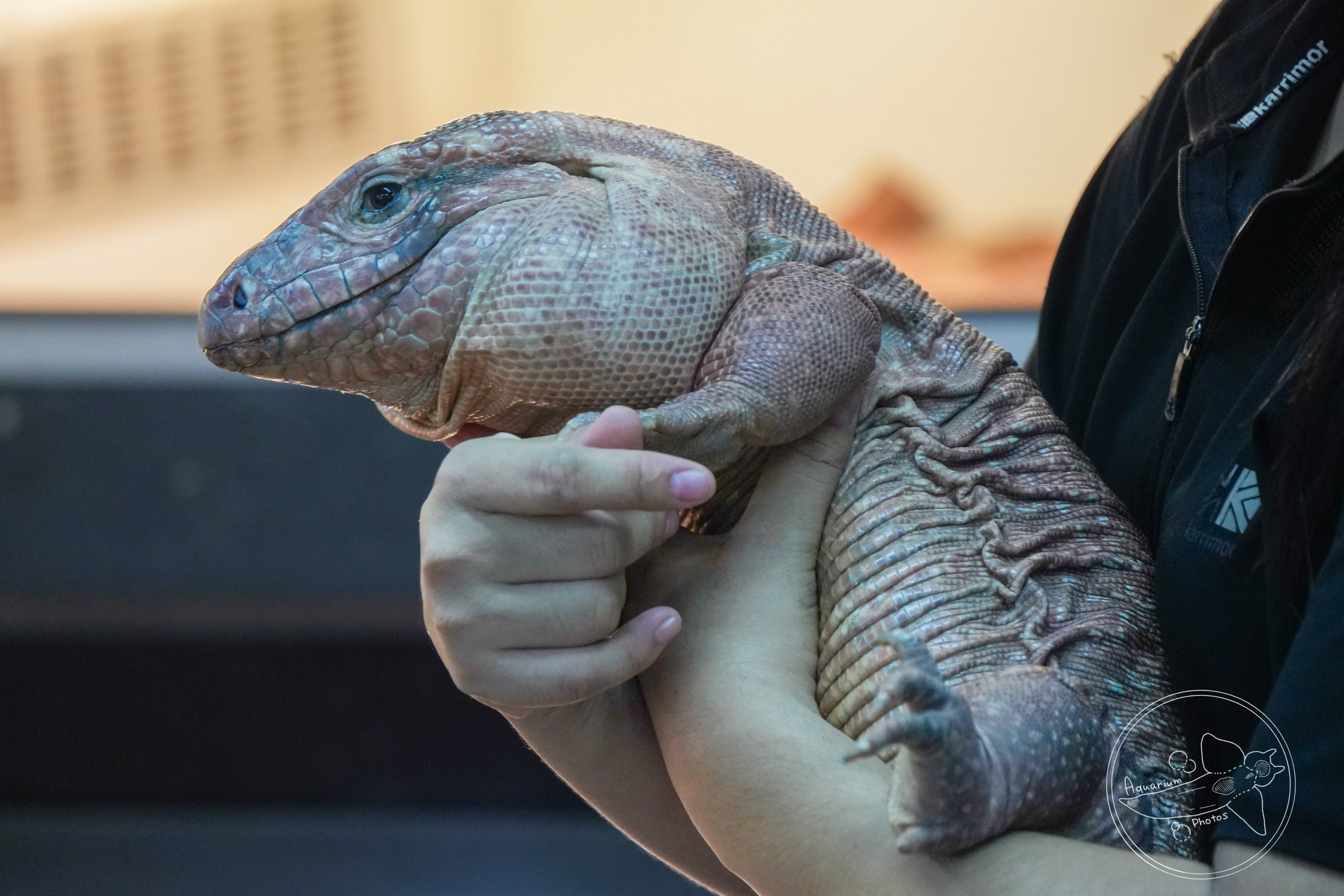 Red Tegu (Salvator rufescens)