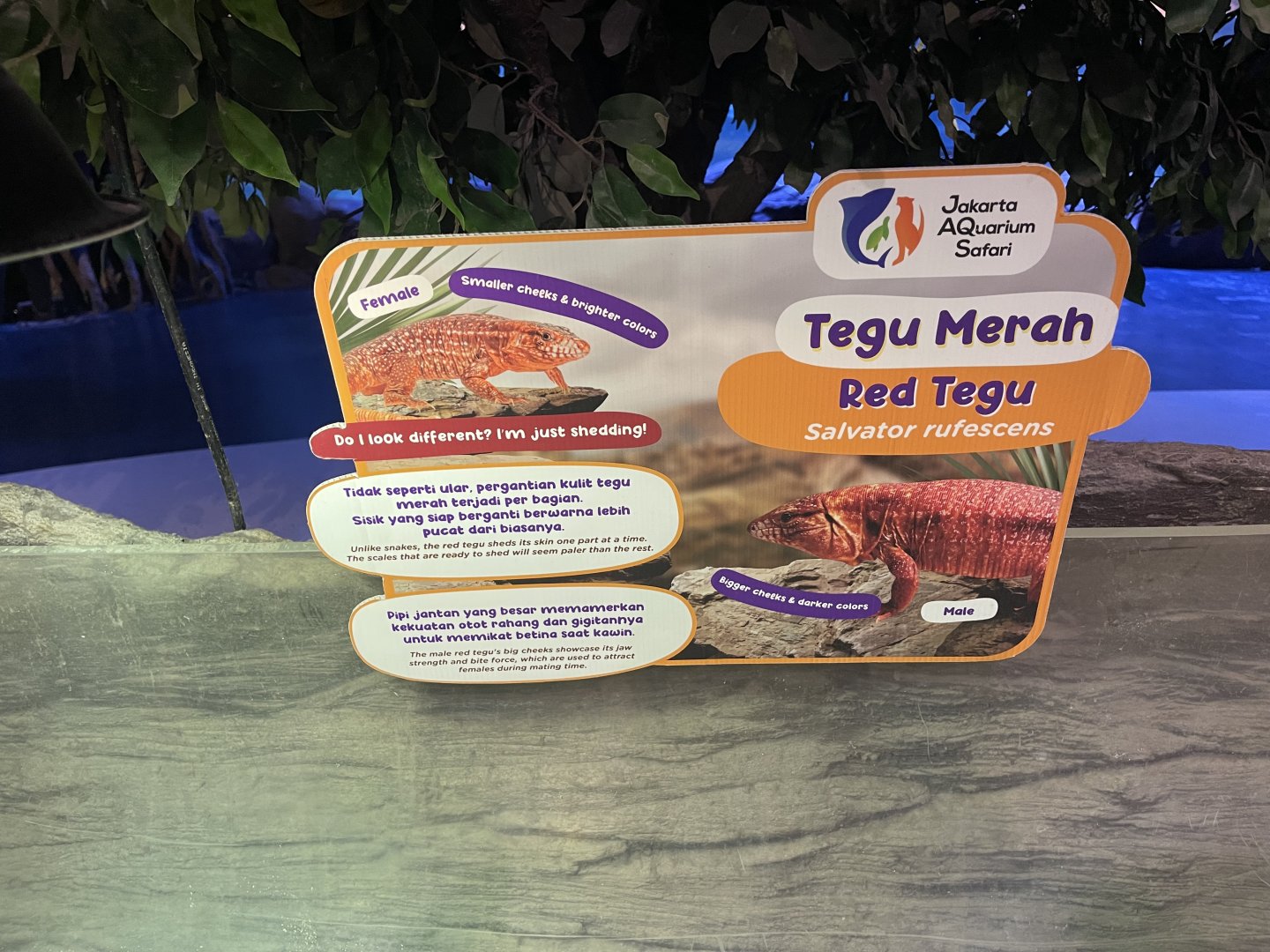 red tegu signage