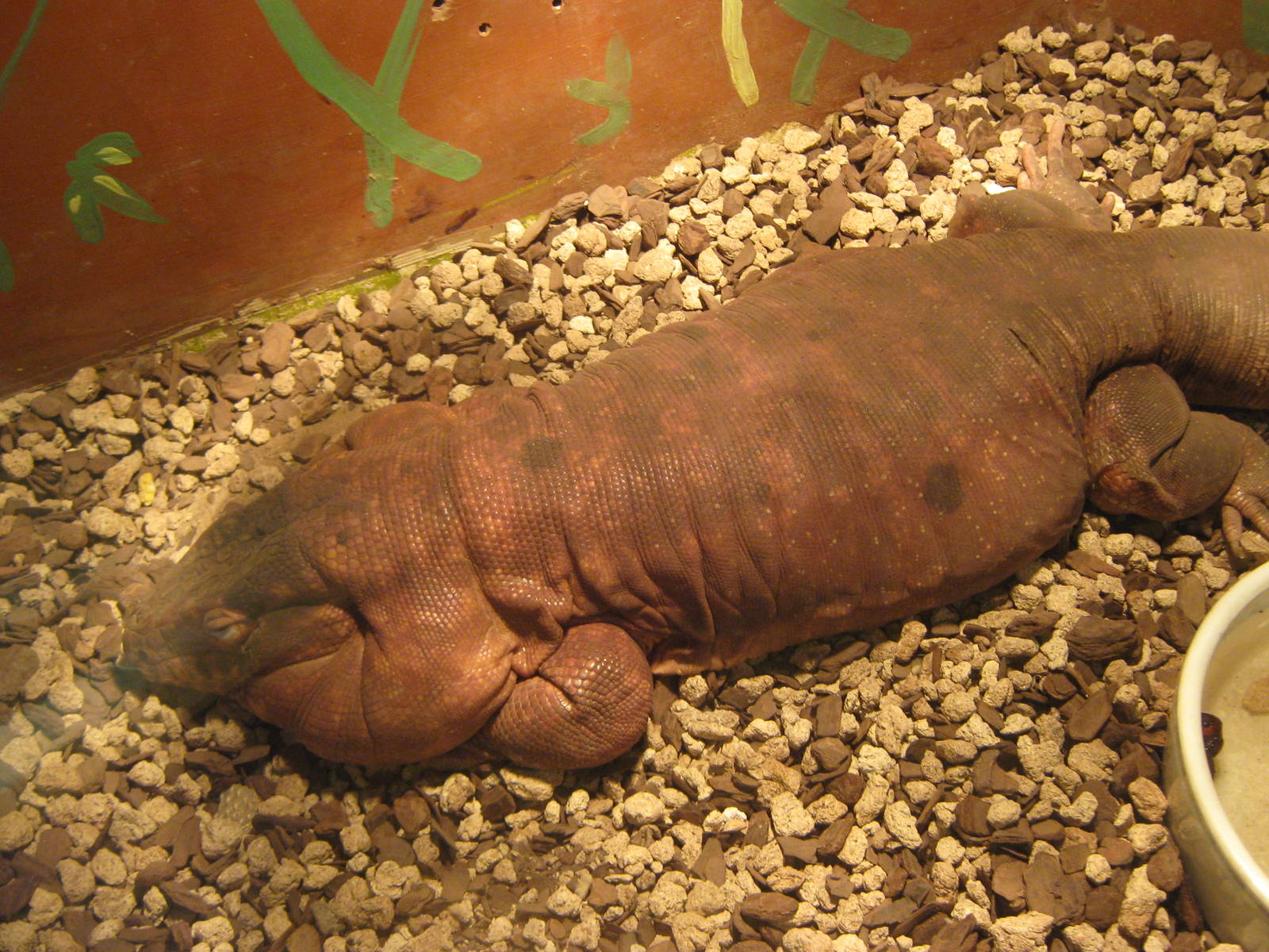 red tegu (Tupinambis rufescens)