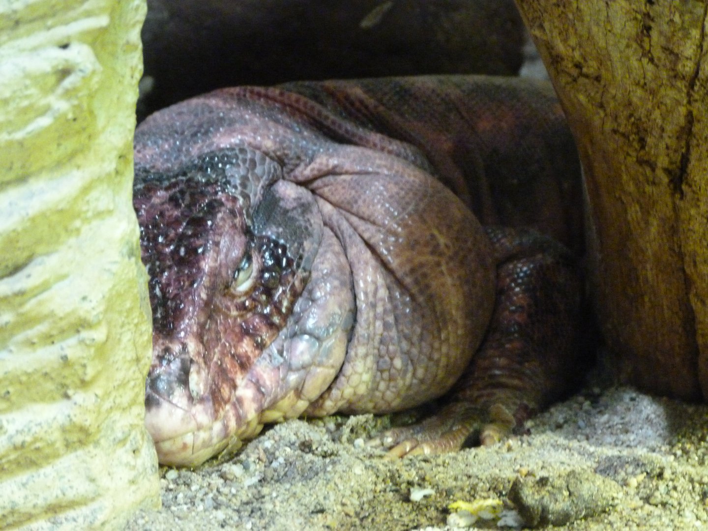 Red tegu -Zoo Praha (2025)